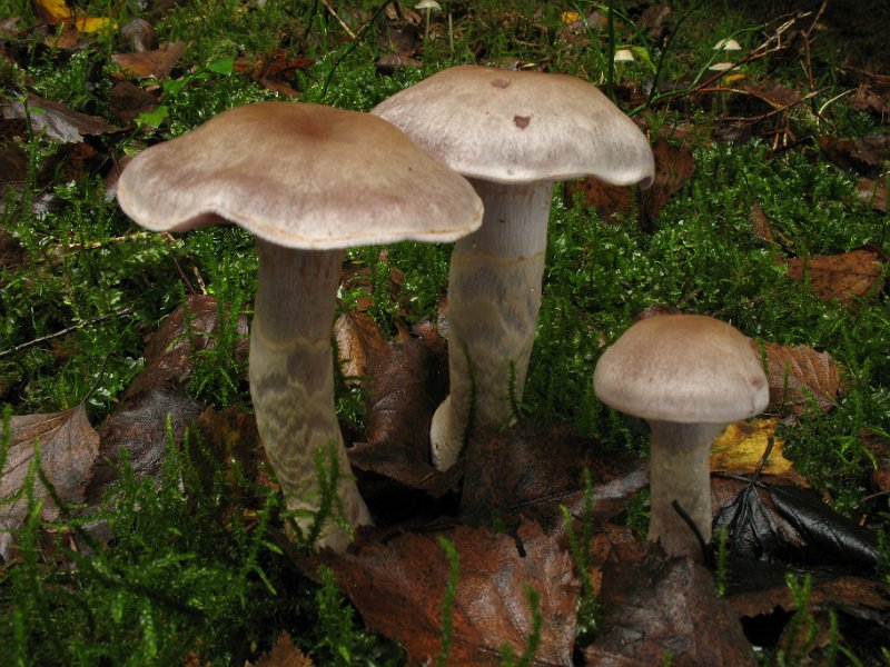 Oberhof Cortinarienkurs 1923.10.2009/Cortinarius_anomalus_8383