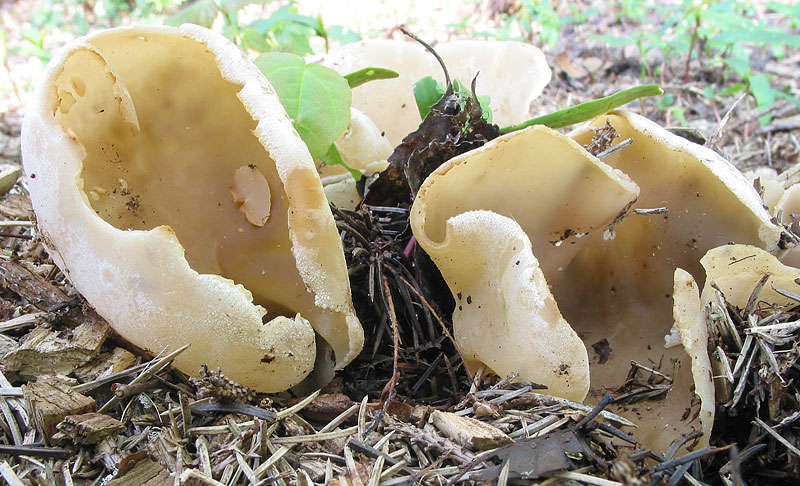 Maipilze? und noch andere Unbekannten von Heute