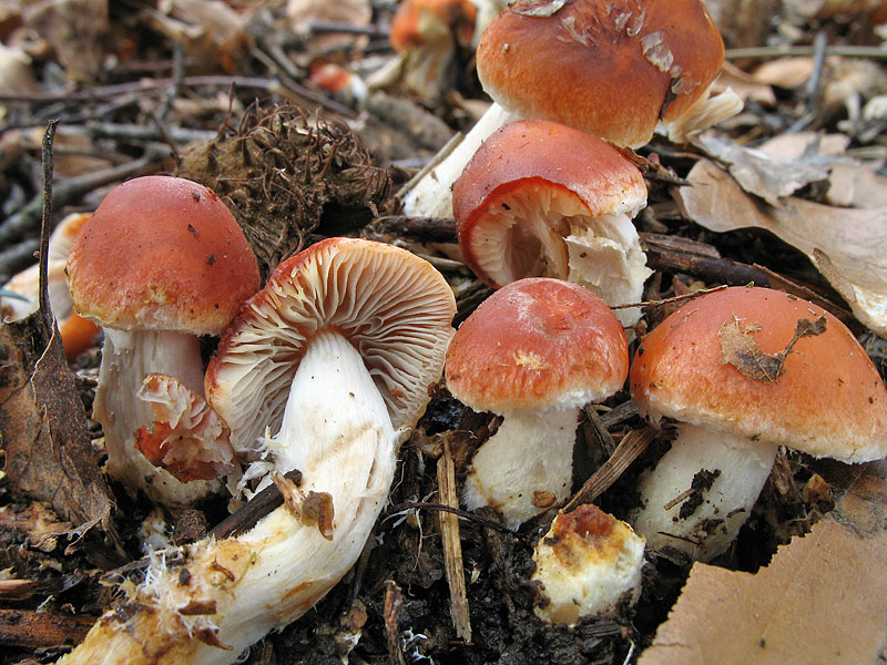 Unbekannt auf Rindenmulch am Rombergpark