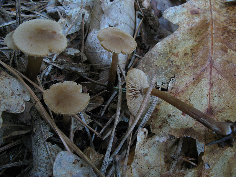 Alnicola melinoides (Naucoria escharioides)
