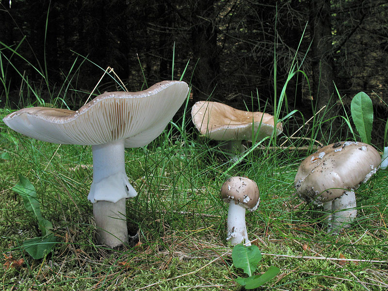 Amanita spissa