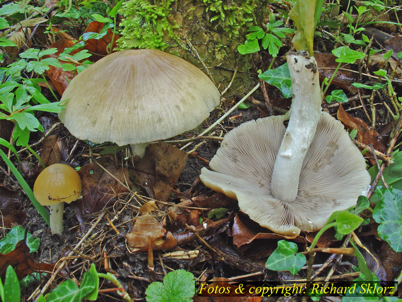 Bolbitius vitellinus