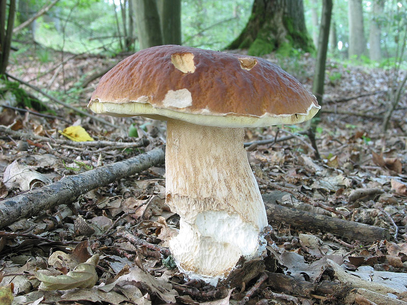 Boletus edulis