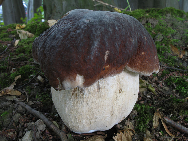 Boletus edulis