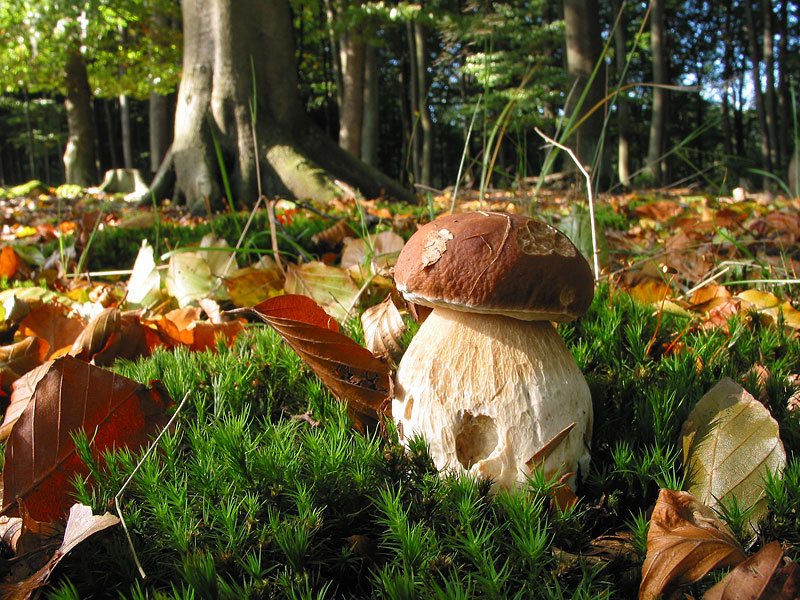 Boletus edulis