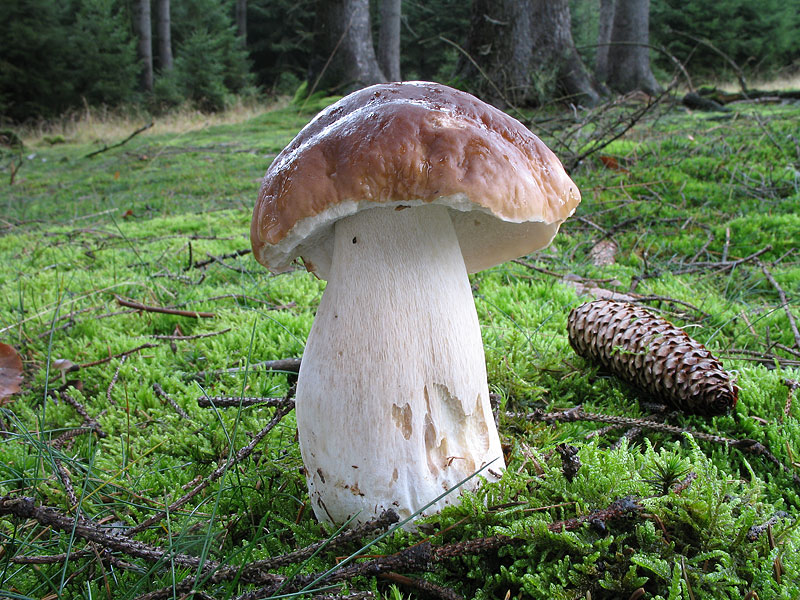 Boletus edulis