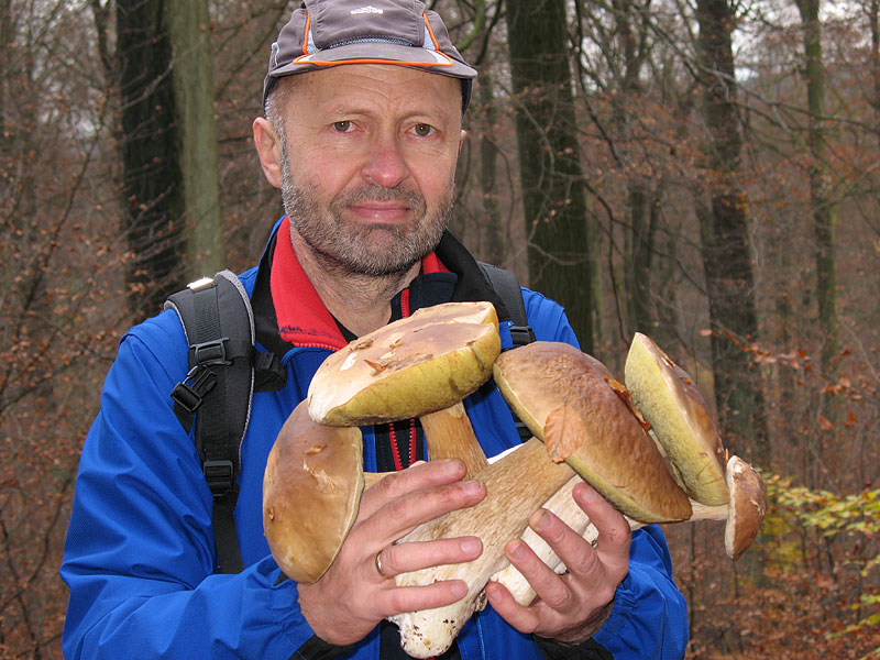 Boletus edulis