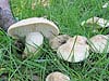 Pilze