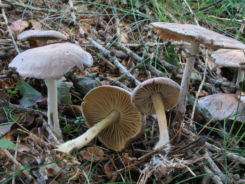 Collybia peronata