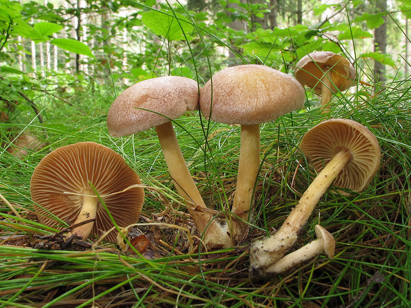 Collybia peronata