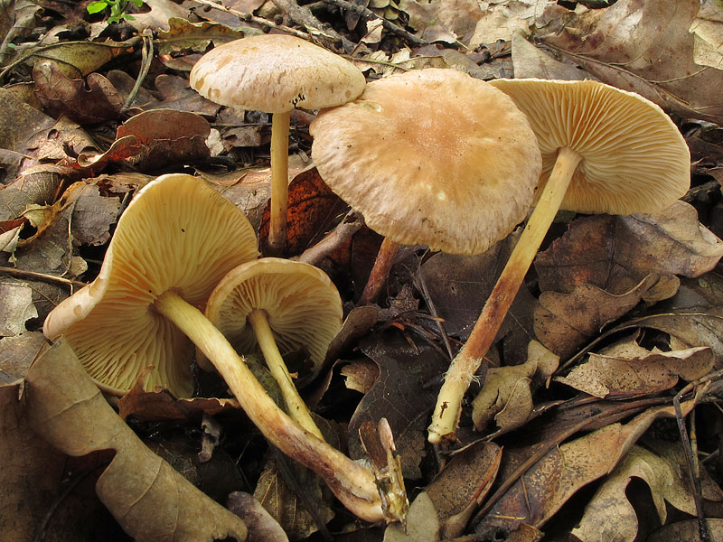 Collybia peronata