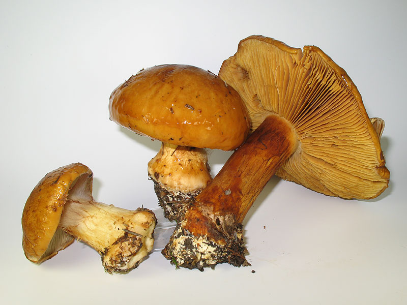 Cortinarius elegantior (Phlegmatium, Sect. Fulvi)