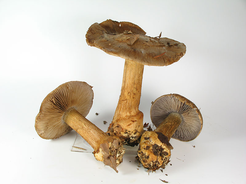 Cortinarius luhmannii (Phlegmacium, Sect. Glaucopodes)