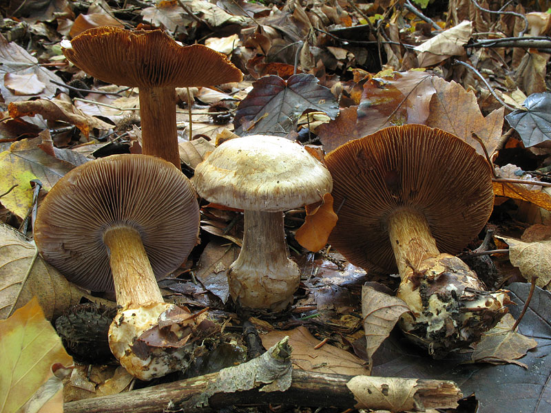 Cortinarius luhmannii (Phlegmacium, Sect. Glaucopodes)