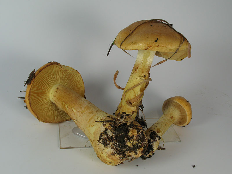 Cortinarius percomis (Phlegmacium, Sect. Fulvi)