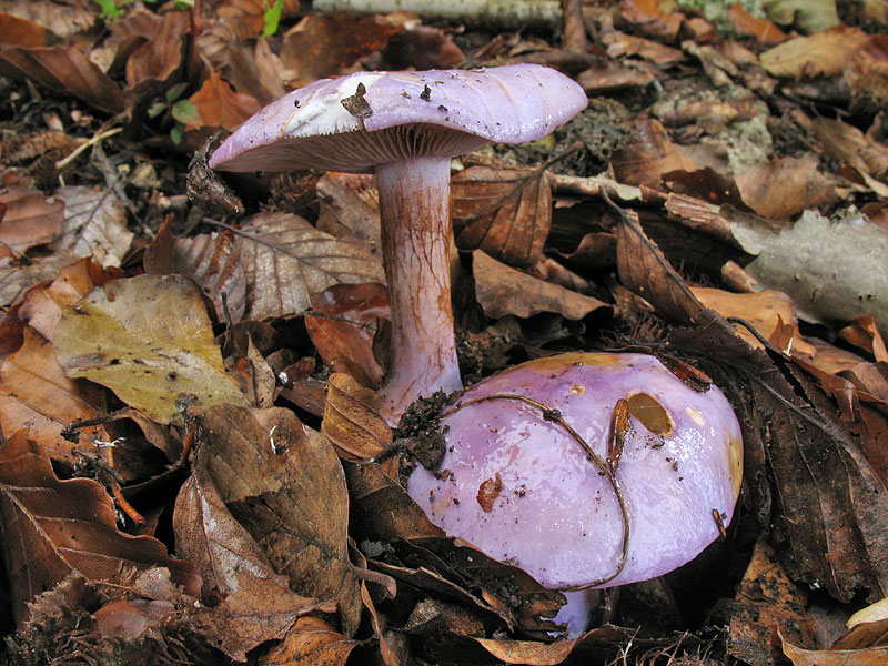 Cortinarius sodagnitus (Phlegmacium, Sect. Calochroi)
