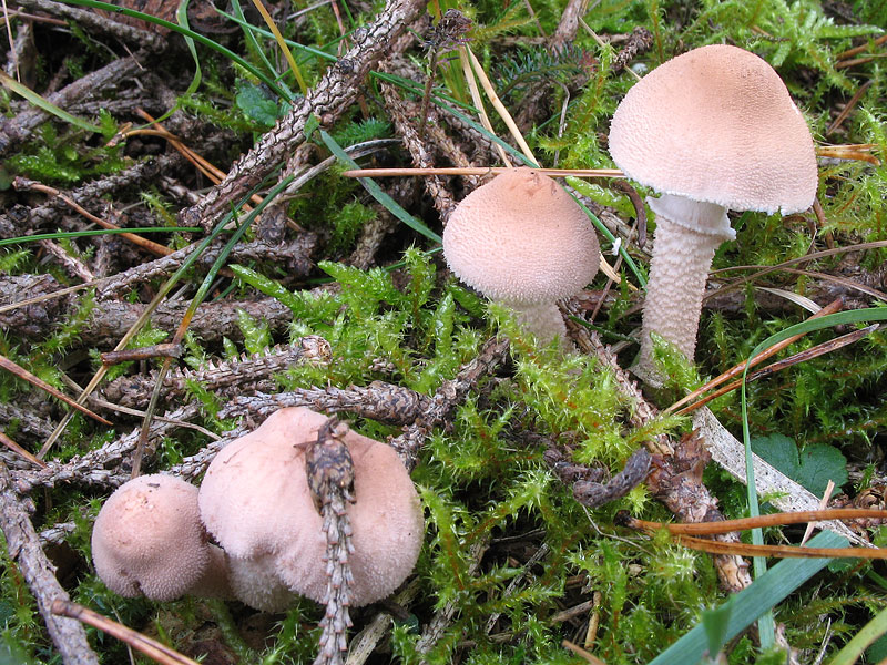 Cystoderma carcharias