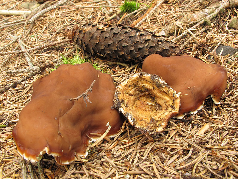 Discina perlata