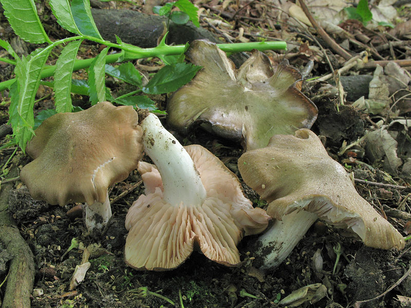 Entoloma clypeatum