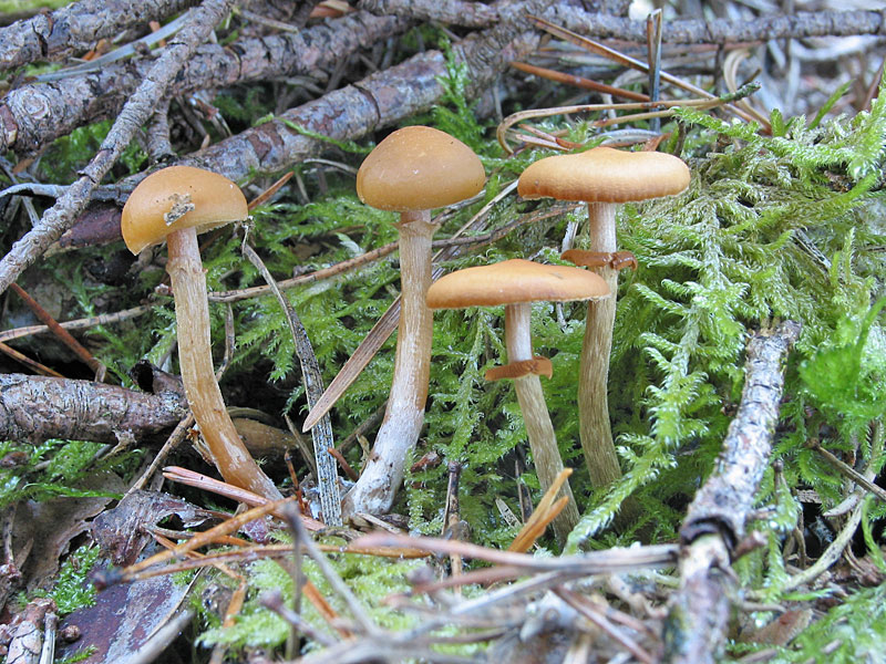 Galerina marginata