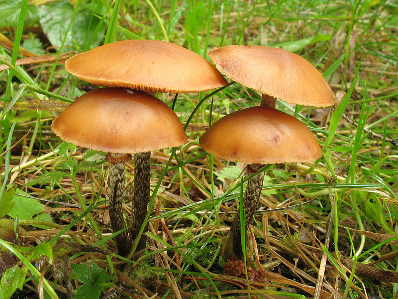 Galerina marginata