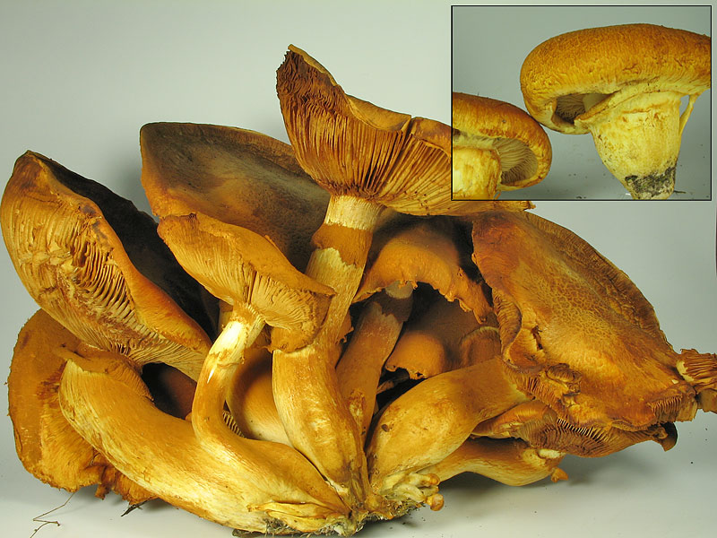 Gymnopilus spectabilis