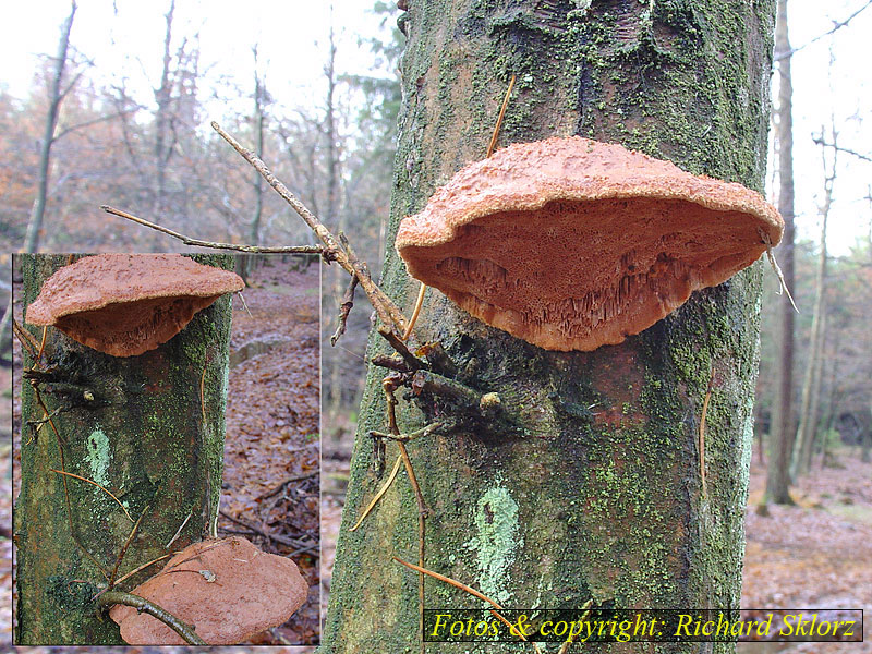 Hapalopilus nidulans (rutilans)