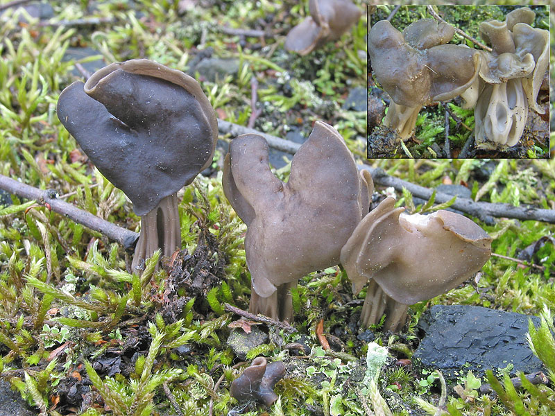 Helvella lacunosa (var.???)