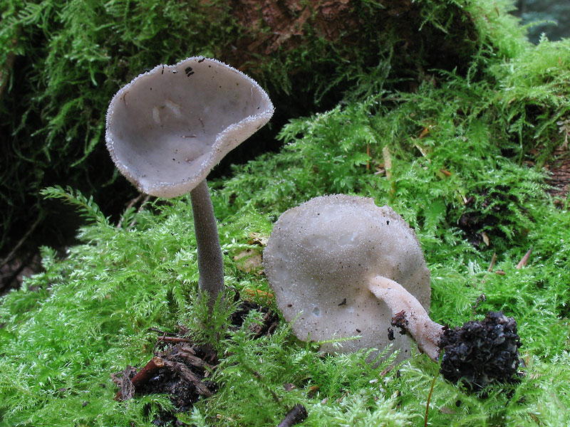 Helvella macropus (Helvella bulbosa)