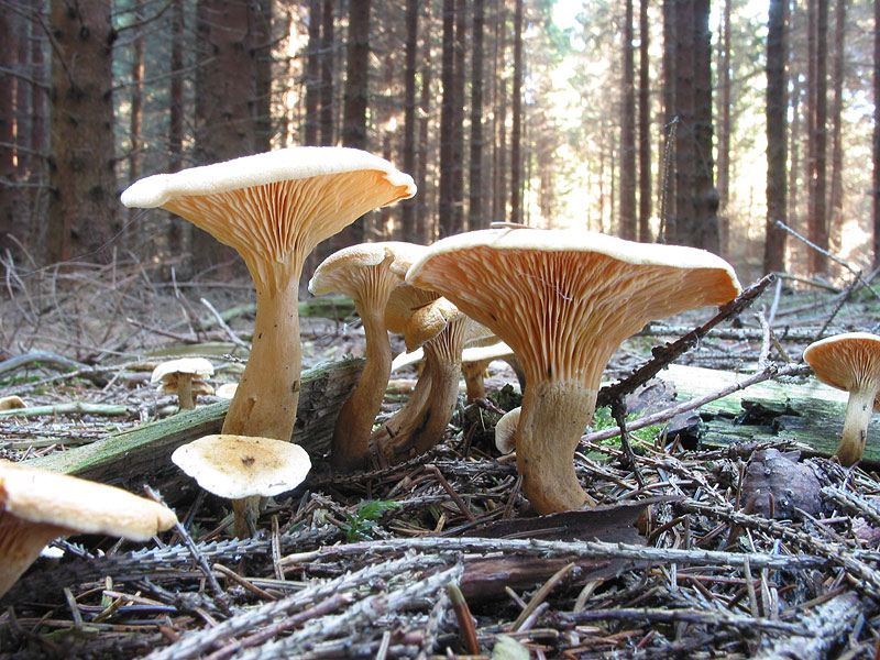 Hygrophoropsis aurantiaca