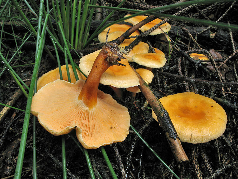 Hygrophoropsis aurantiaca