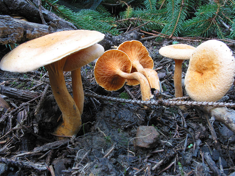 Hygrophoropsis aurantiaca