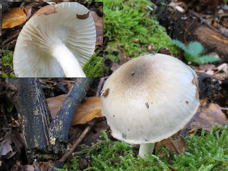 Hygrophorus mesotephrus