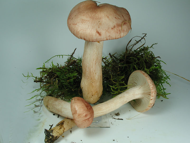 Hygrophorus persicolor