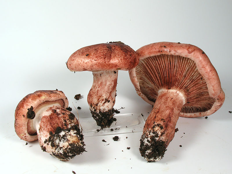 Hygrophorus russula