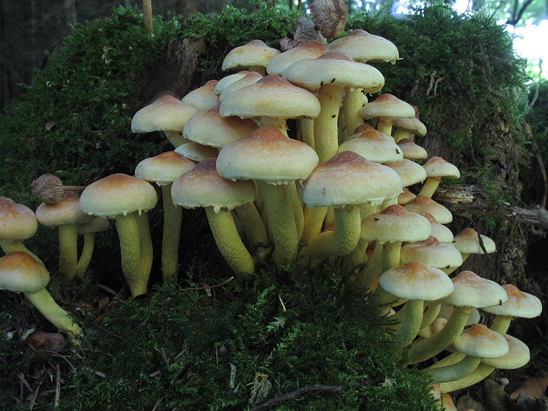 Hypholoma fasciculare