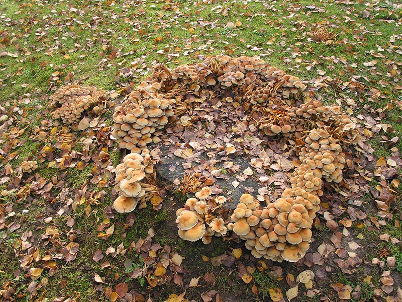 Hypholoma fasciculare