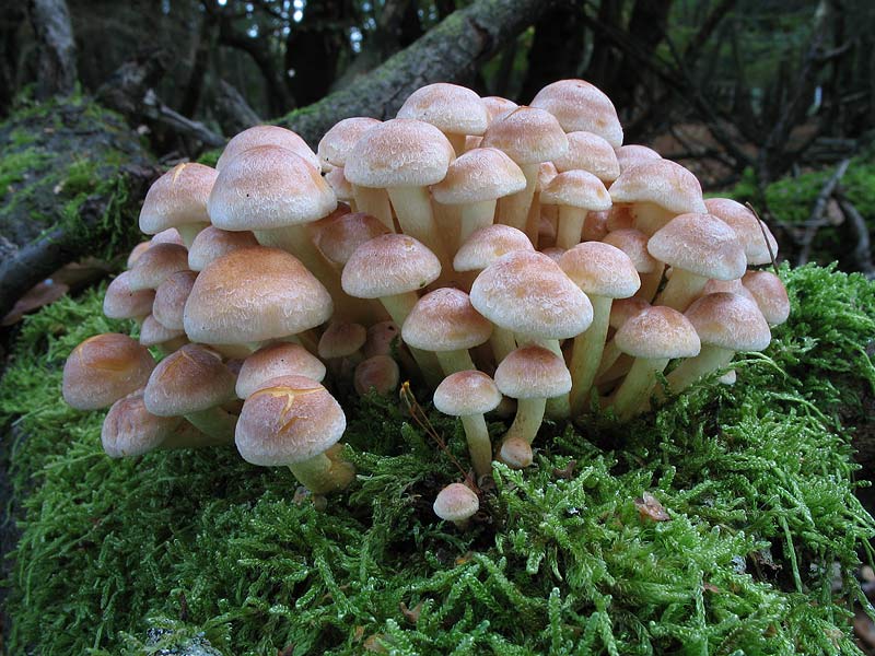 Hypholoma fasciculare