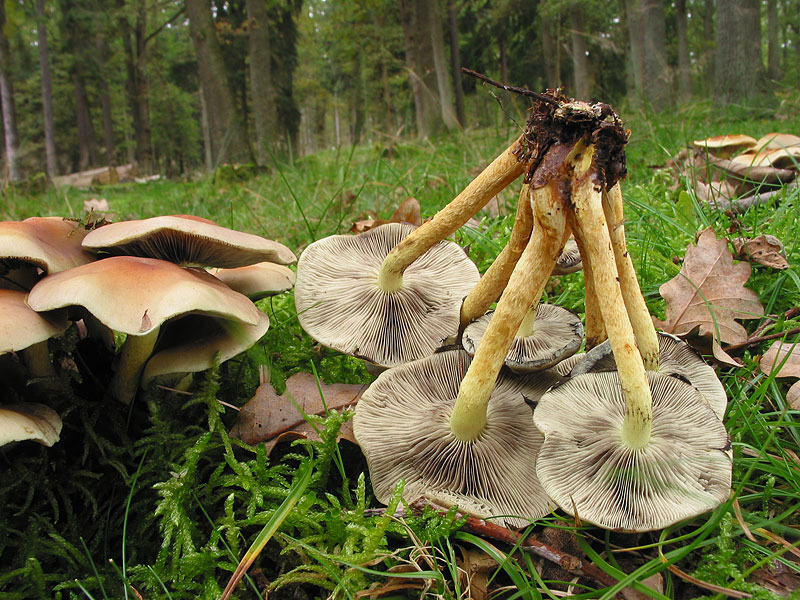 Hypholoma fasciculare