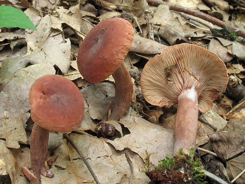 Lactarius camphoratus