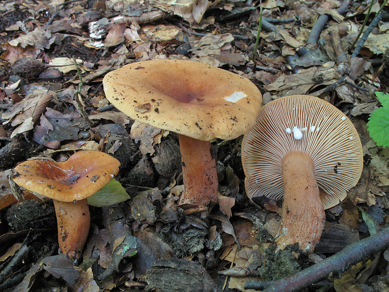 Lactarius mitissimus (L. aurantiacus)