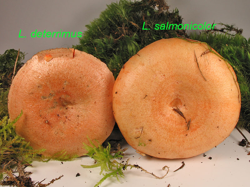 Lactarius salmonicolor