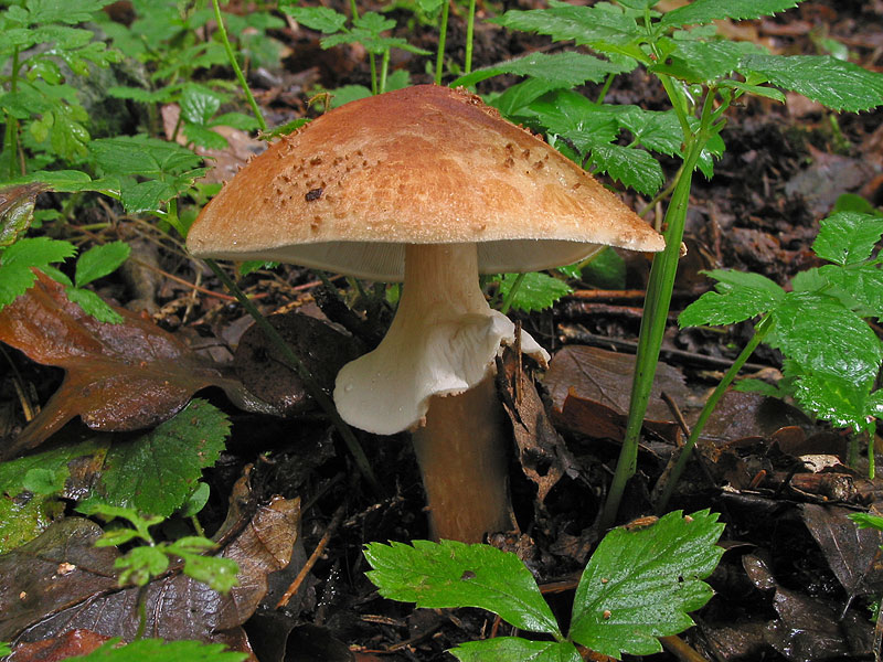 Lepiota acutesquamosa (L. aspera)