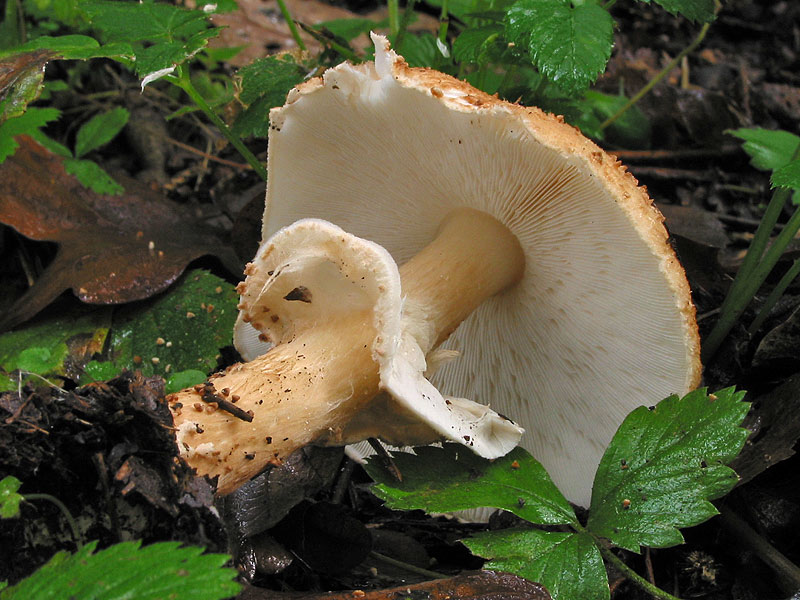 Lepiota acutesquamosa (L. aspera)