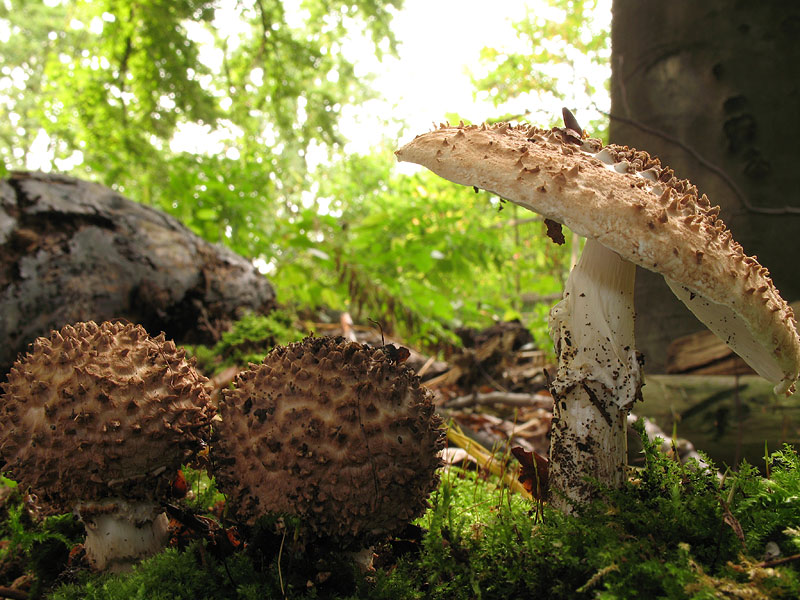 Lepiota acutesquamosa (L. aspera)