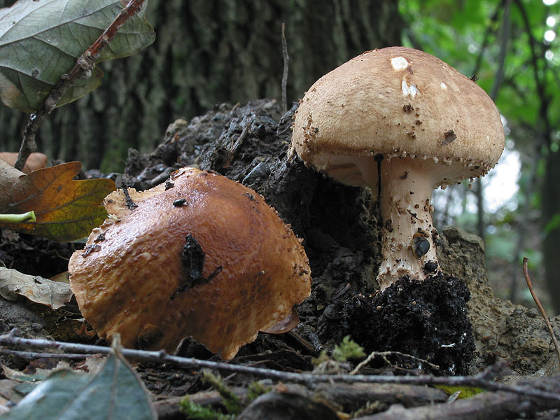 Lepiota acutesquamosa (L. aspera)