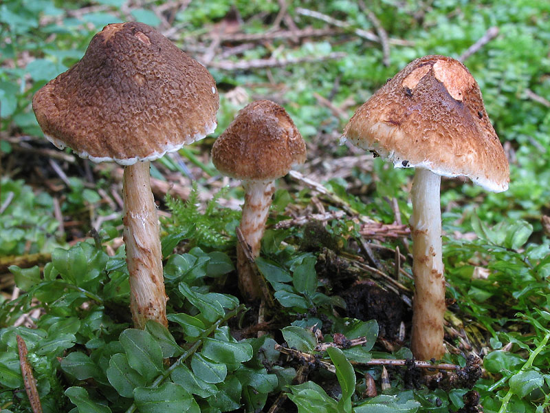 Lepiota castanea