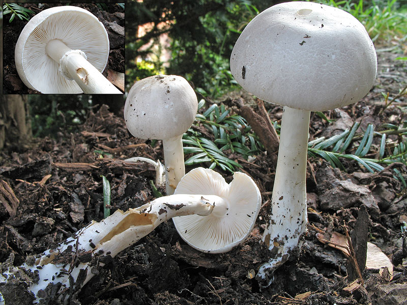 Leucoagaricus leucothites