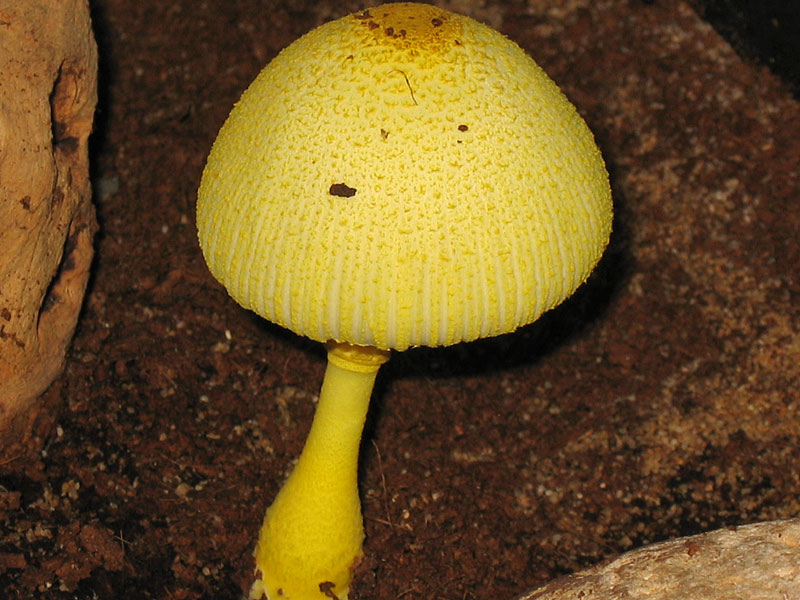 Leucocoprinus birnbaumii