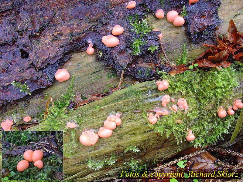 Lycogala epidendrum